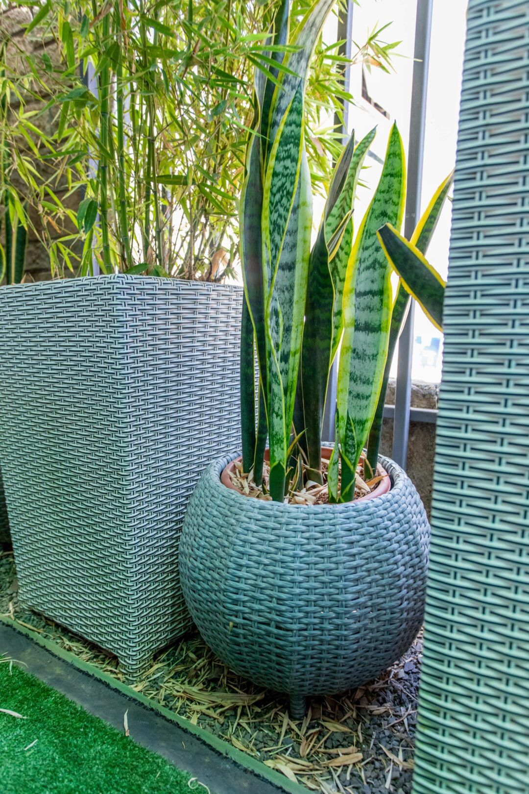 Snake plant