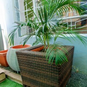 Areca palm