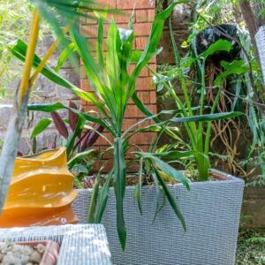 3-in-1 Rattan Planter
