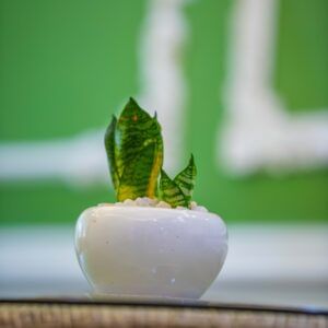Small Fibreglass Planter