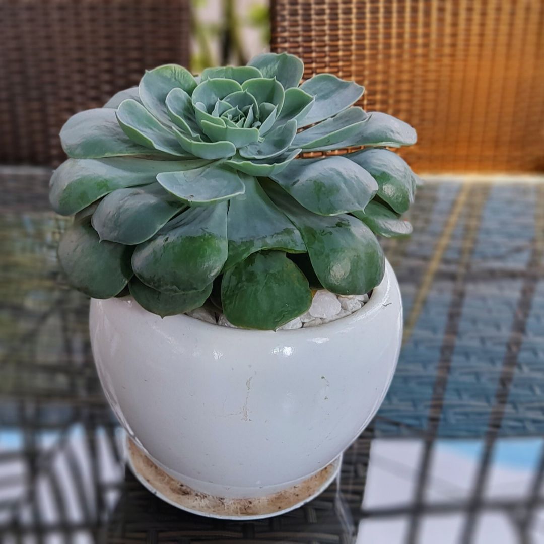 Fiberglass planter- Jardin Classics (3) Fiberglass planter